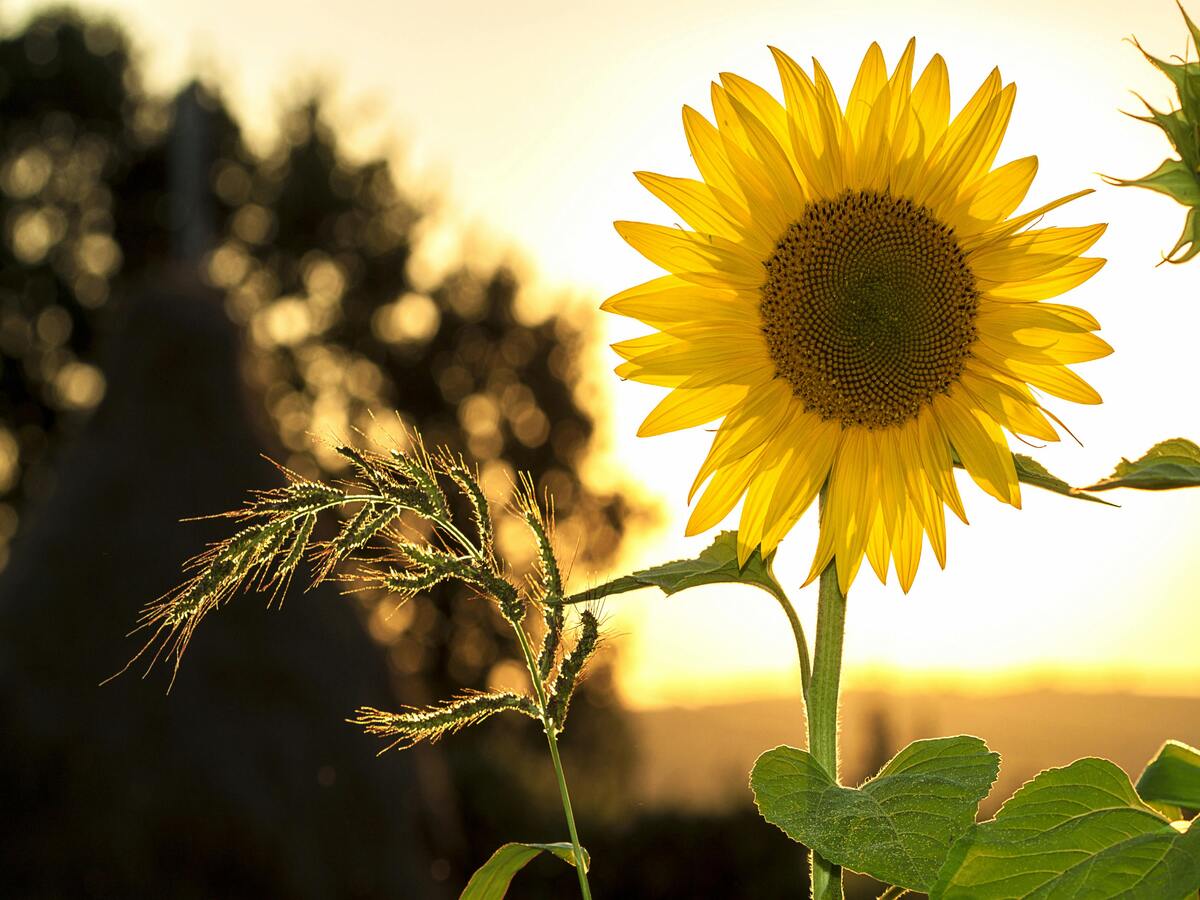 An image of a sunflower, which makes one of the best oils for seasoning cast iron.